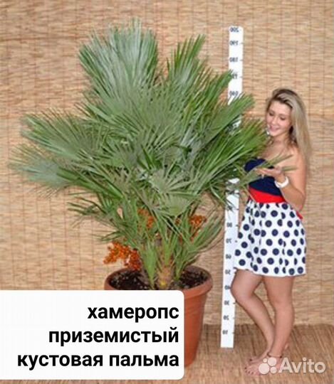 Пальма Трахикарпус/Хамеропс кустовой/Вашингтония