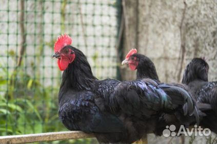 Синь-синь-дянь, лакеданзи (окрас: серебро)