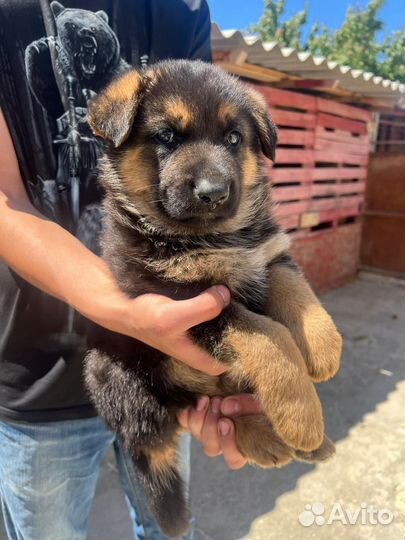 Щенки немецкой овчарки