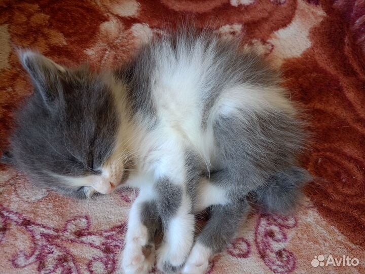Кошки