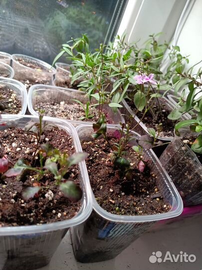Рассада цветов