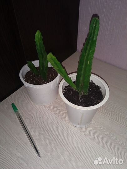 Цветы комнатные