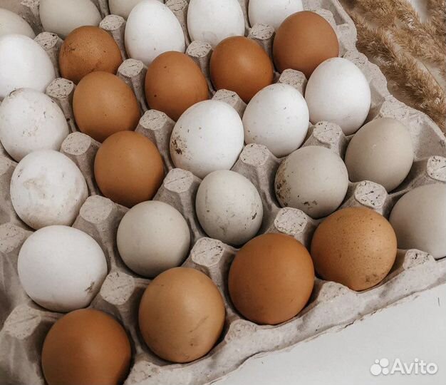 Ячейки/упаковка под яйца