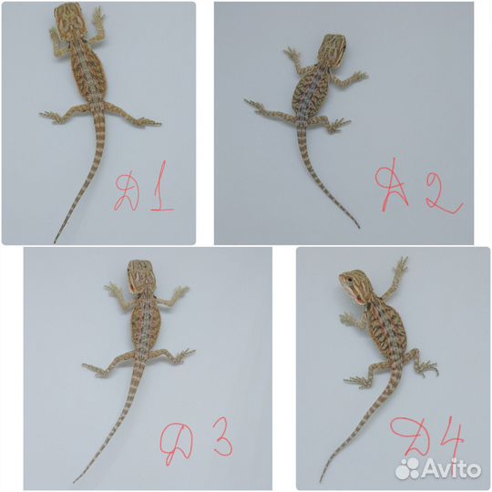 Бородатые агамы (цитрус, оранж)