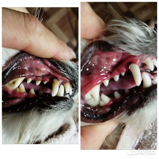 Уз чистка зубов животным