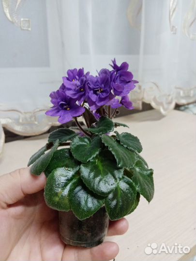 Мини фиалки