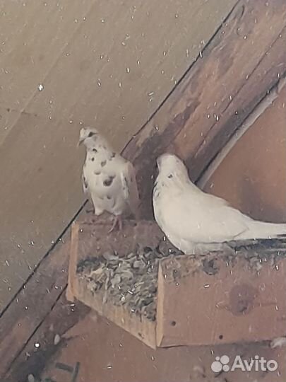 Голуби