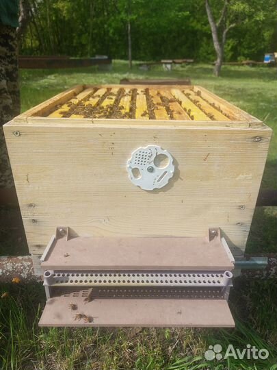 Пчелы,пчелосемьи,пчелопакеты
