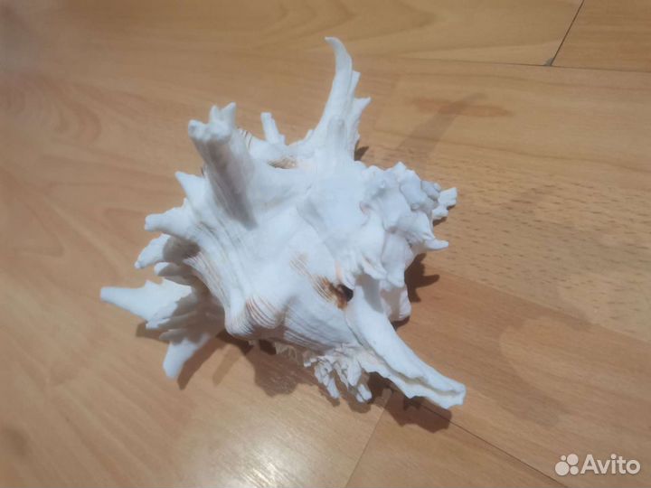 Ракушка морская большая