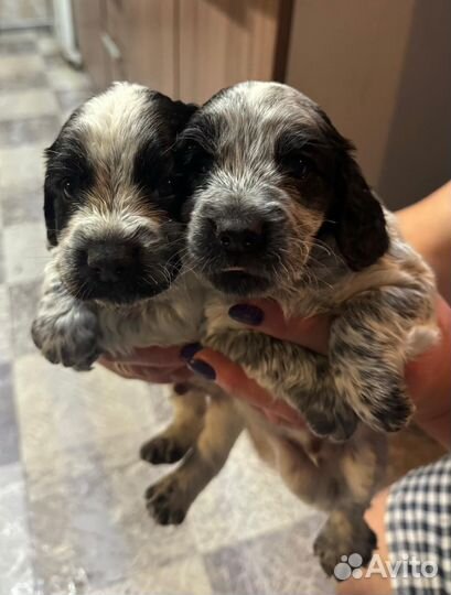 Русский спаниель