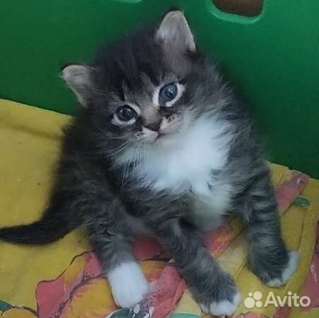 Котята