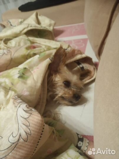 Йоркширский терьер мальчик