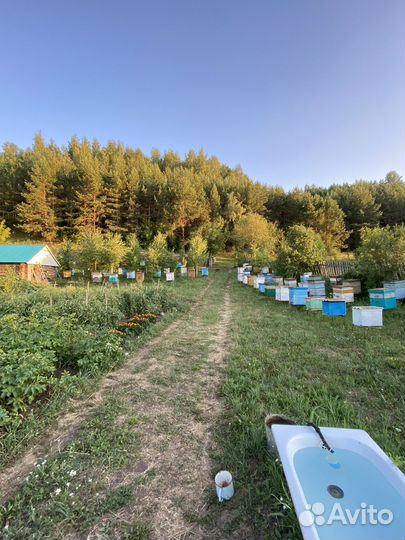 Пчелосемьи, пчёлы, ульи