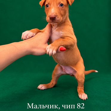 Фараонова собака, щенок