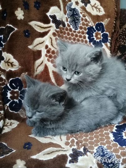 Британская