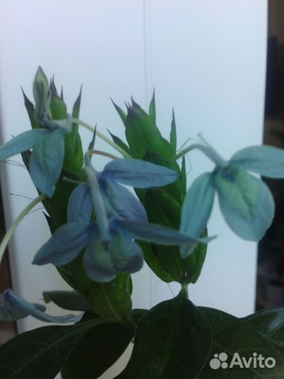 Комнатные цветы - часть1