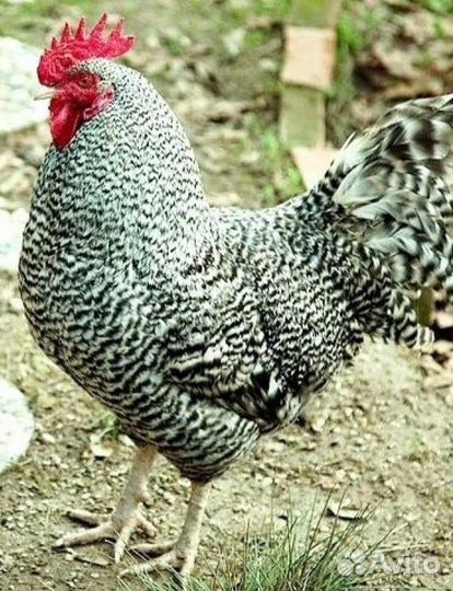 Петушок марана