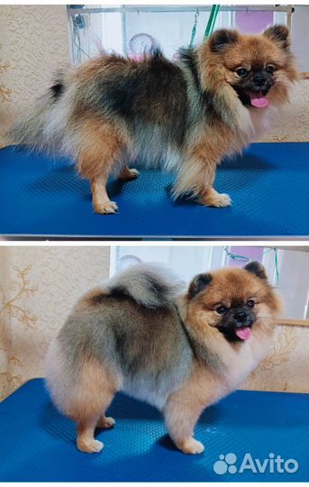 Груминг собак