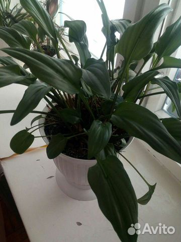 Дримиопсис пятнистый