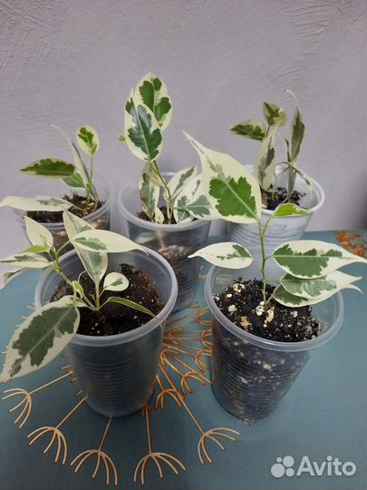 Фикус Твилайт,Ирэн,Мокламе