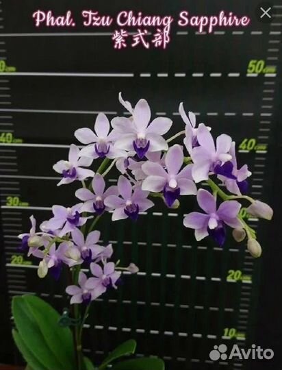 Орхидеи Фаленопсис азия