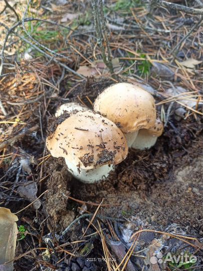 Белый гриб свежий