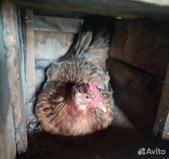 Курица наседка