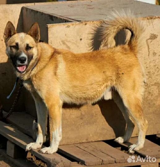 Отдам в добрые руки молодого кобеля дворняжки