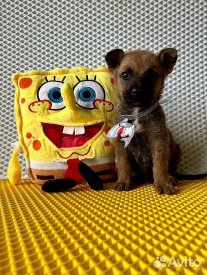 Малыш Бим ищет дом