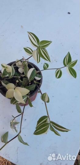 Редкие и интересные комнатные растения