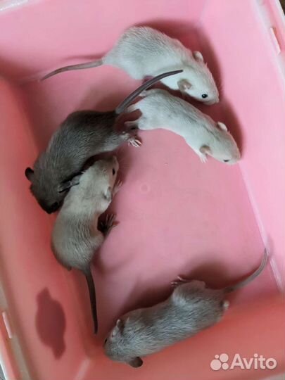 Крысята