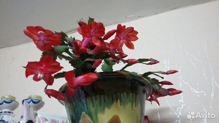 Комнатные цветы