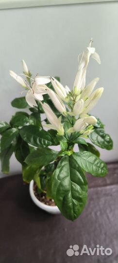 Клеродендрумы и др.цветущие