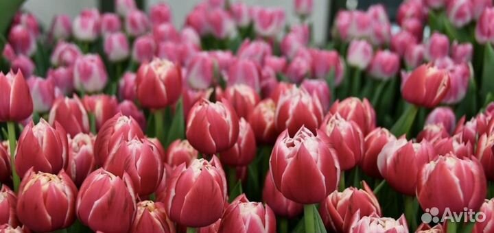 Тюльпаны