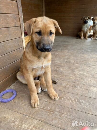 Щенок мальчик