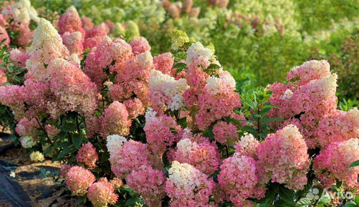 Гортензия Сандей Фрайз