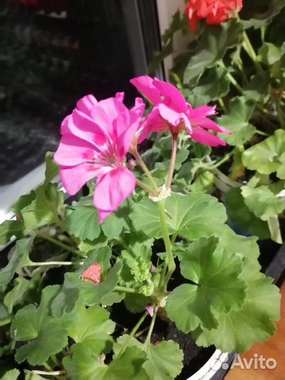 Комнатные цветы