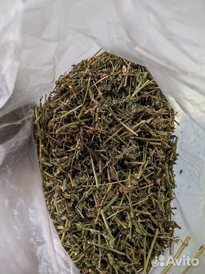 Иссоп лекарственный