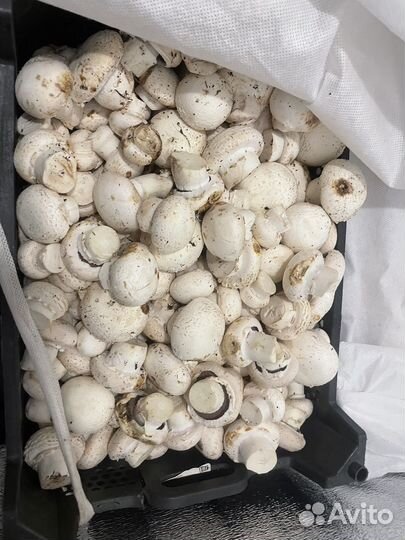 Грибы шампиньоны 2 сорт