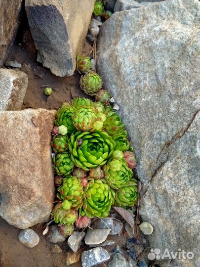 Растения для альпийской горки