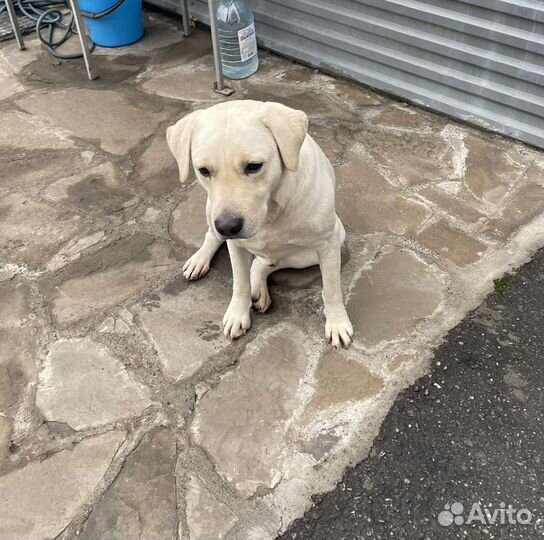 Кобель на вязку