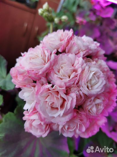 Пеларгонии сортовые