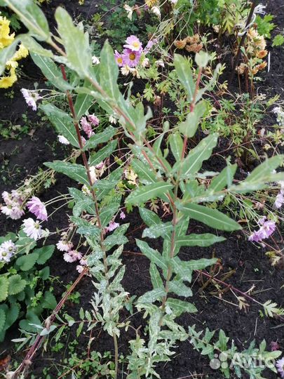 Ива хакуро нишики