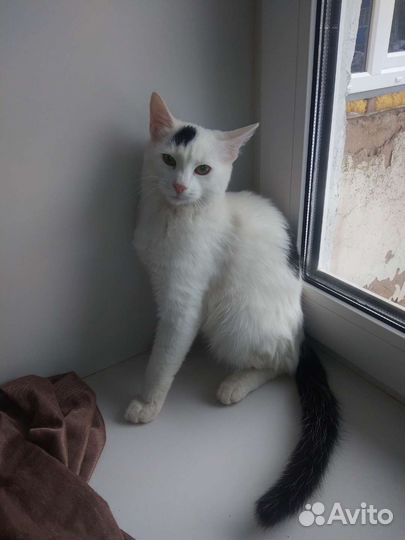 Котенок-мальчик, 7-8мес