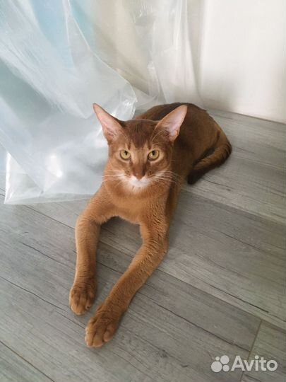 Абиссинский кот вязка