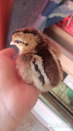 Цыплята, инкубационное яйцо, петухи