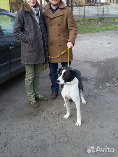 Домашняя гостиница для собак. Выгул собак