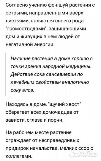 Сансевиерия щучий хвост