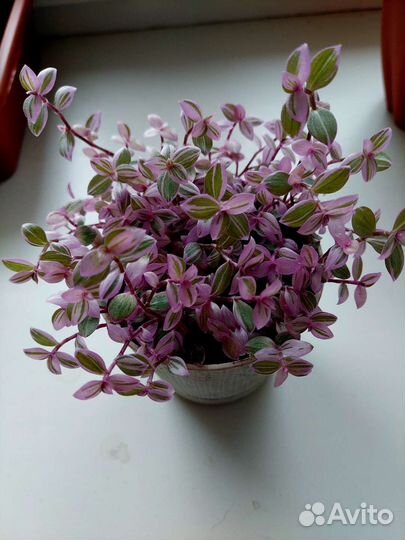 Домашние цветы