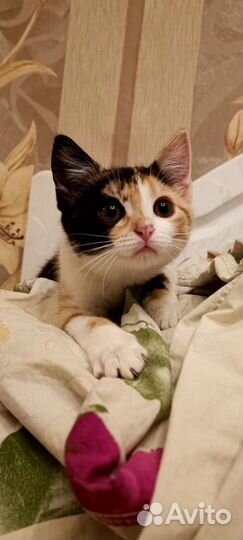 Котенок 2.5 мес